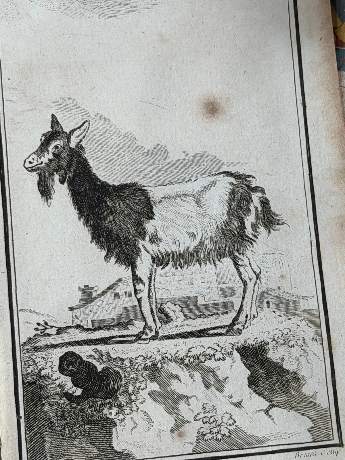 1769 Buffon French Engraving, La Chèvre