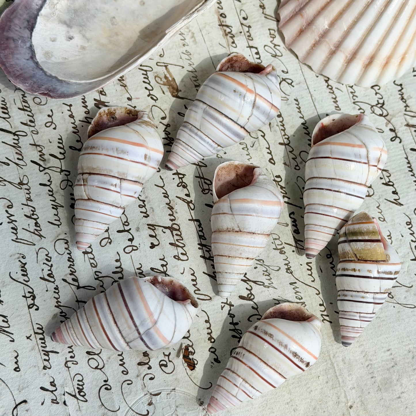 Set of 7 Striped Spiral Shells