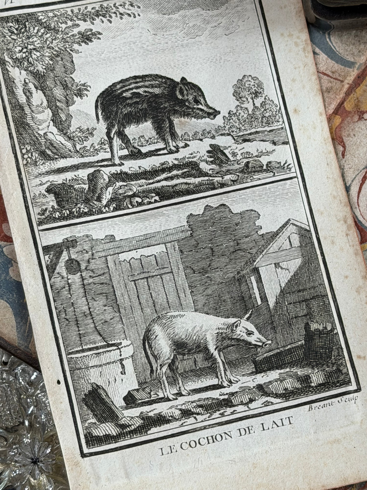 1769 Buffon French Engraving, Le Marcassin & Le Cochon de Lait