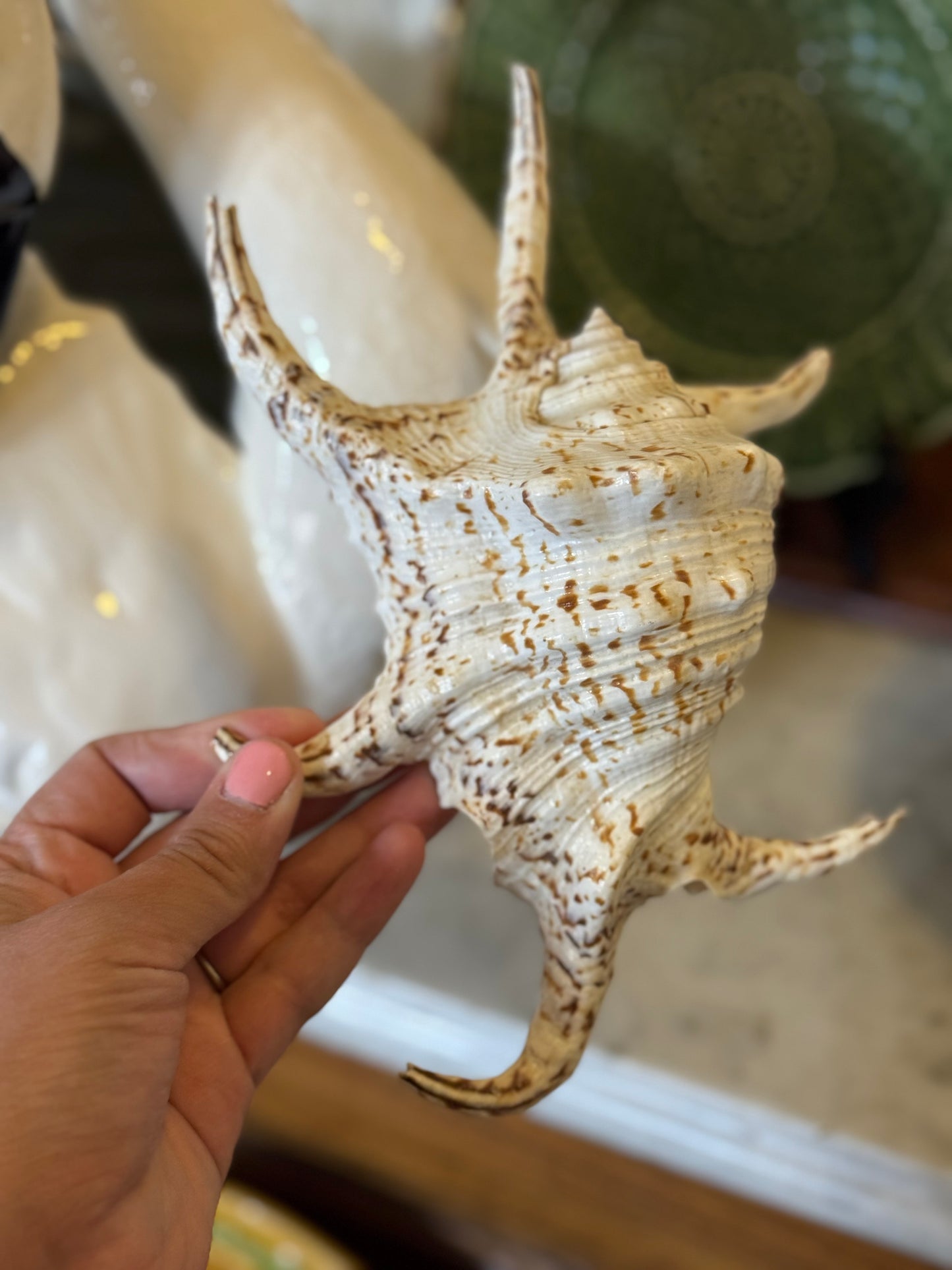 Reserved Theresa Spider Conch Shell