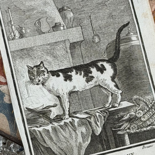 1769 Buffon French Engraving, Le Chat Domestique