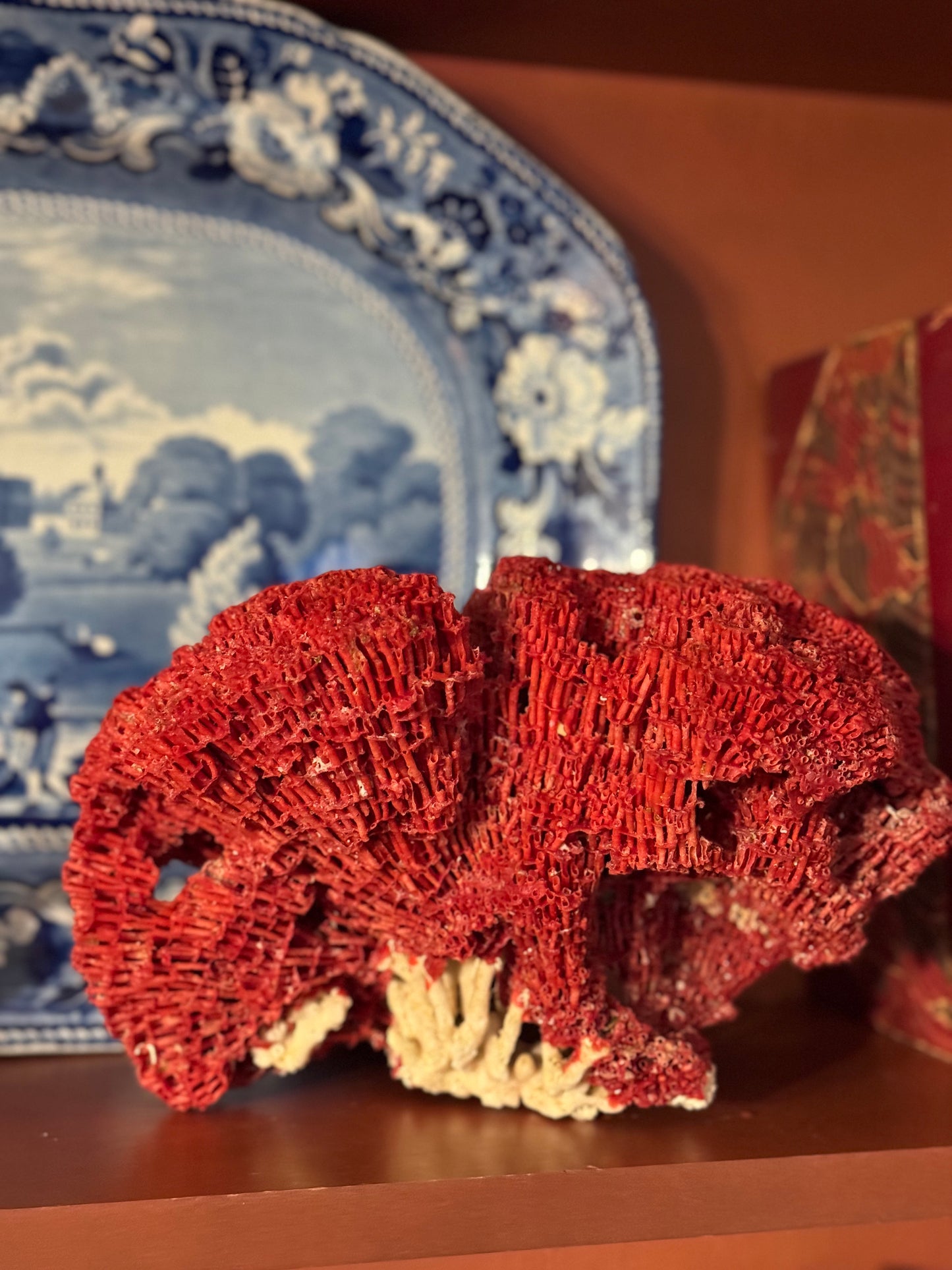 Reserved Large Red Organ Pipe Coral