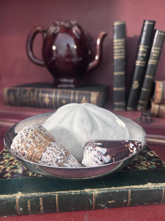 Reserved Emily Silver bowl with puffy sand dollar