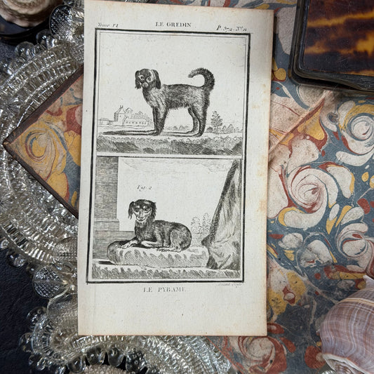 1769 Buffon French Engraving, Le Gredin & Le Pyrame, L’Épagneul & Le Petit Barbet