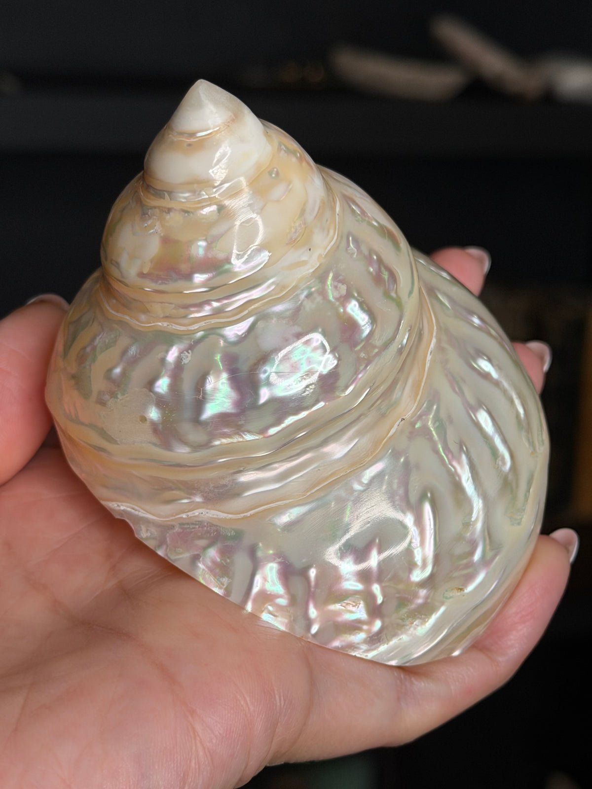 Reserved 2 Cartonnage Books #4 & #15, Giant Turbo Shell, Smaller Shell, White and Pink Opaline