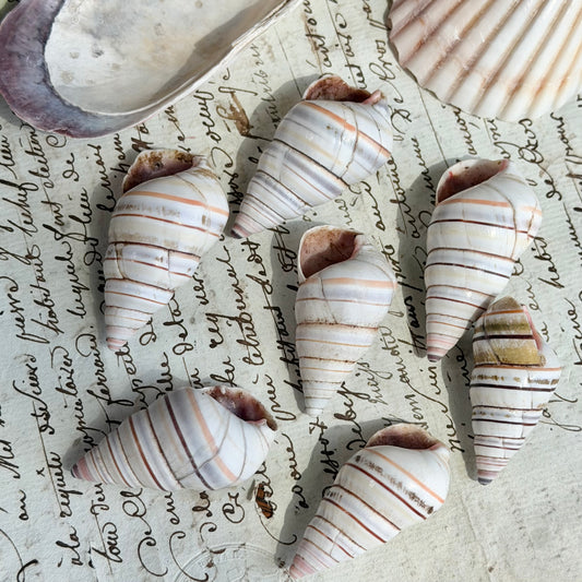 Set of 7 Striped Spiral Shells
