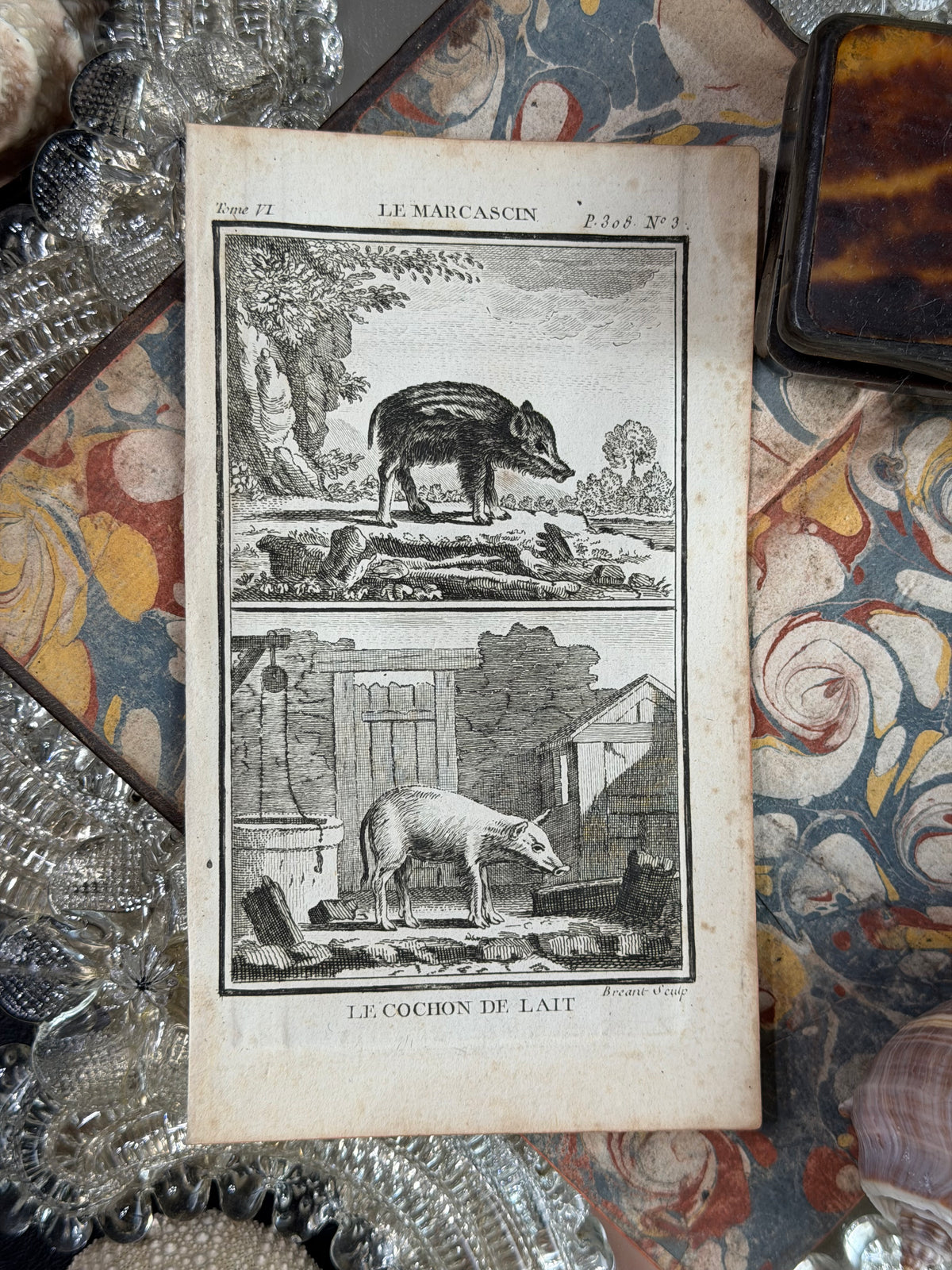 1769 Buffon French Engraving, Le Marcassin & Le Cochon de Lait