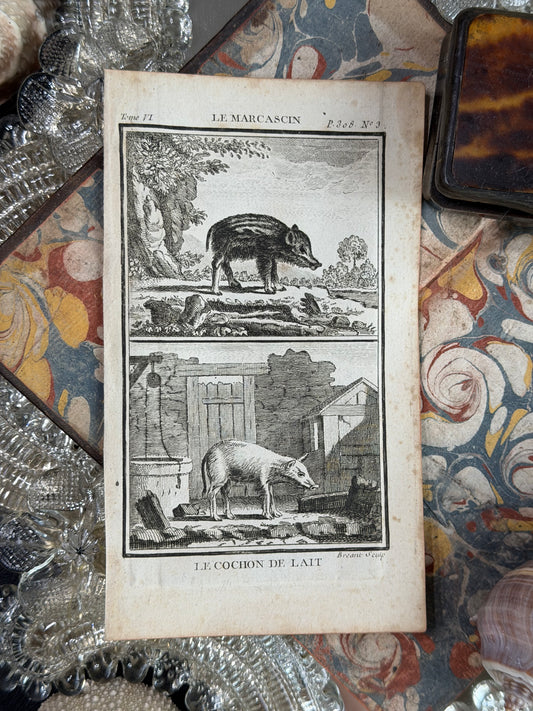 1769 Buffon French Engraving, Le Marcassin & Le Cochon de Lait