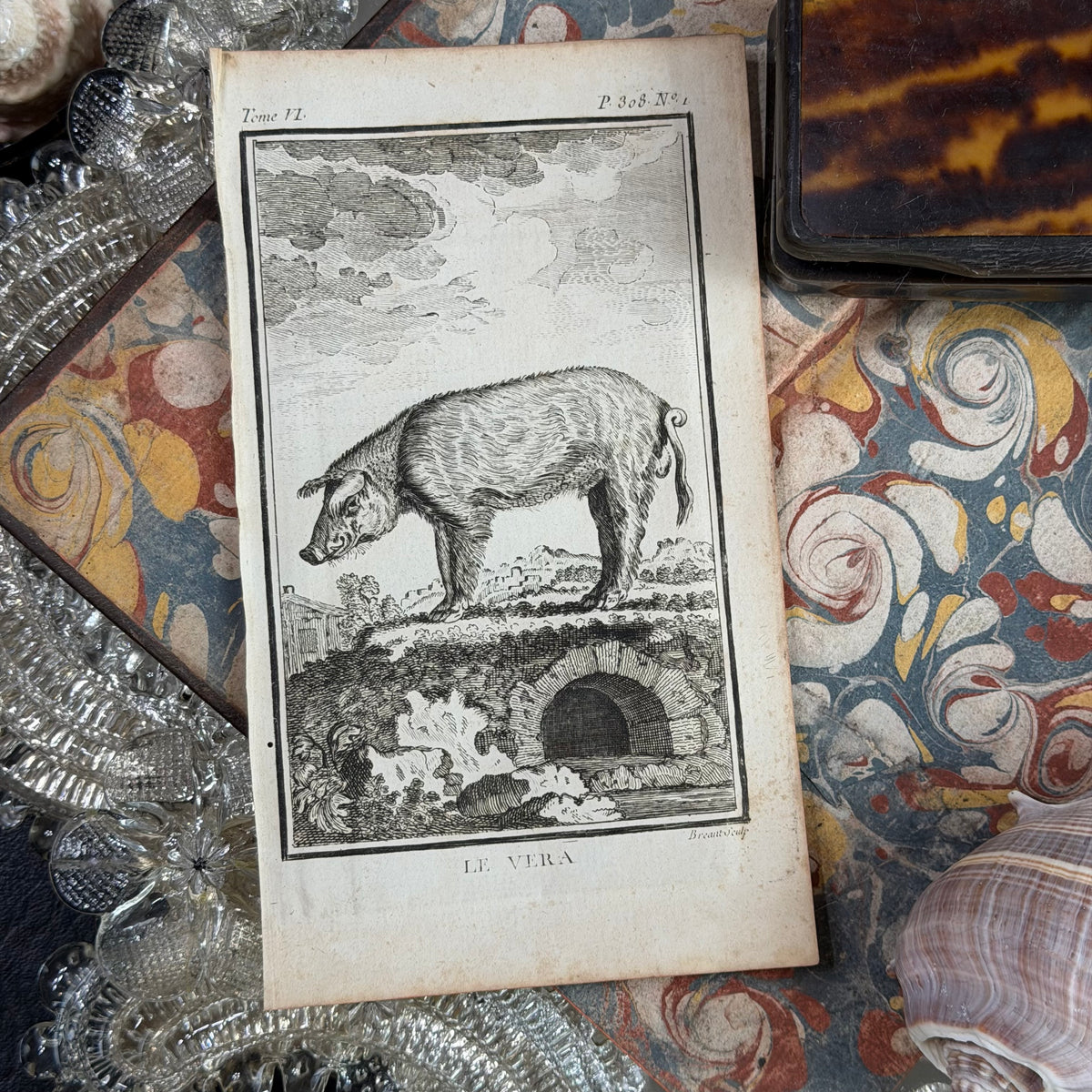 1769 Buffon French Engraving, Le Verrat
