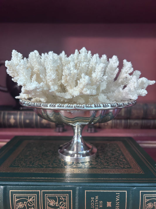 Reserved Mary Katherine Coral in silver pedestal