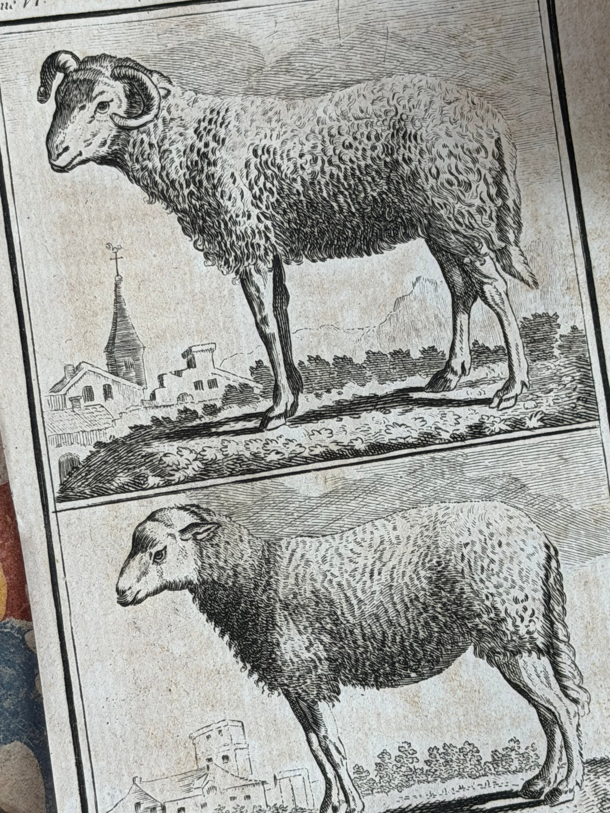 1769 Buffon French Engraving, Le Bélier & La Brebis