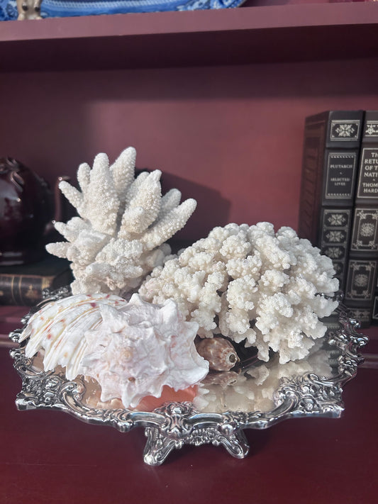 Reserved Fabbie Compote w/ Coral pieces and shells