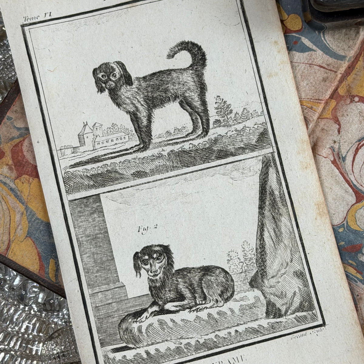 1769 Buffon French Engraving, Le Gredin & Le Pyrame, L’Épagneul & Le Petit Barbet