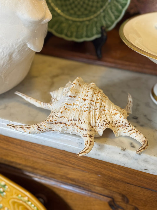 Reserved Theresa Spider Conch Shell