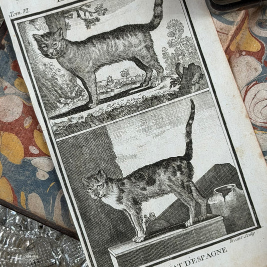 1769 Buffon French Engraving, Le Chat Sauvage & Le Chat d’Espagne