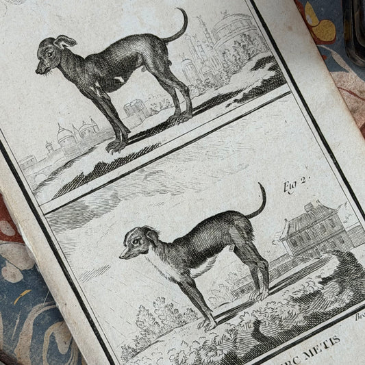1769 Buffon French Engraving, Le Chien Turc & Chien Turc Métis