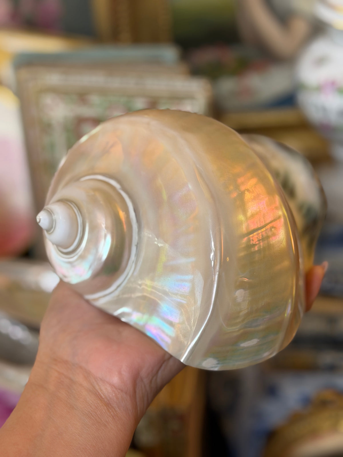 Reserved 2 Cartonnage Books #4 & #15, Giant Turbo Shell, Smaller Shell, White and Pink Opaline