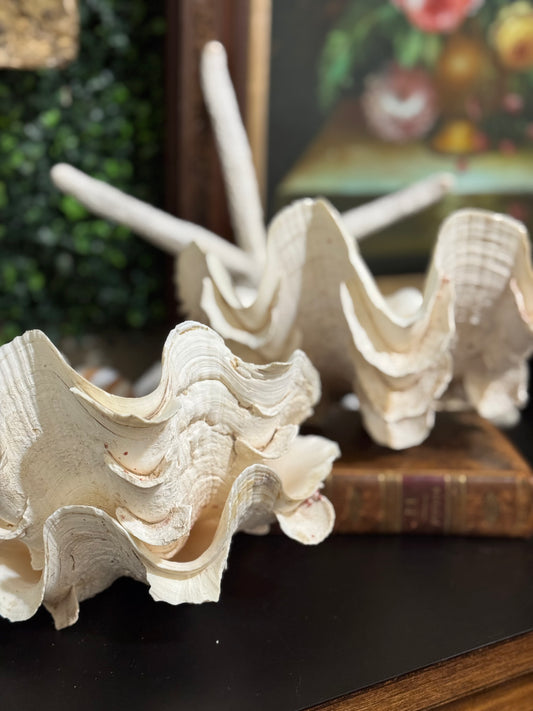 Reserved Set of Natural Giant Clamshells Ruffles