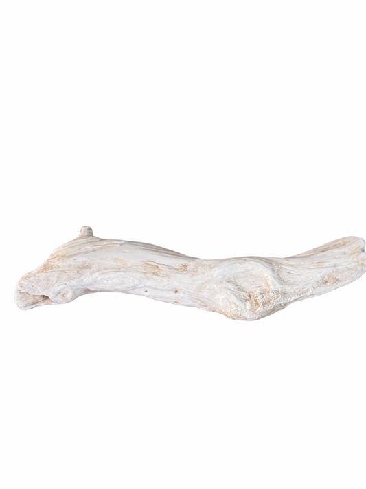 White Petrified Wood Branch Specimen